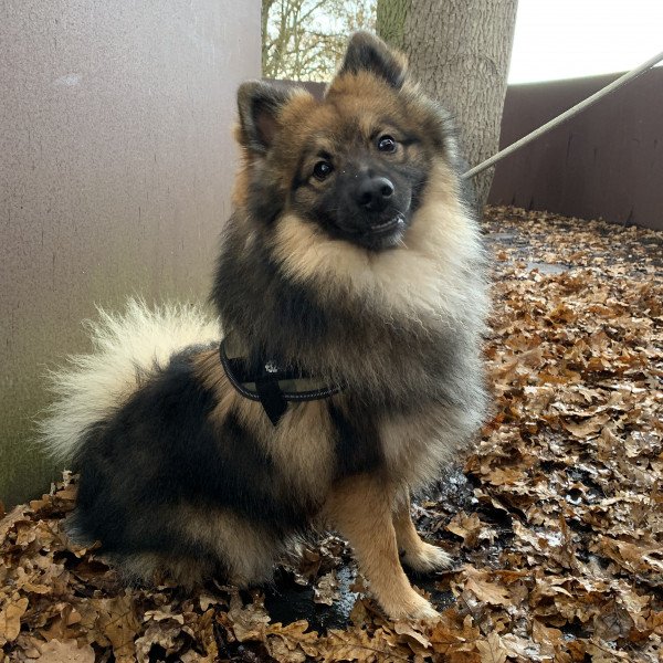 Adorable Middelgrote Keeshond dog