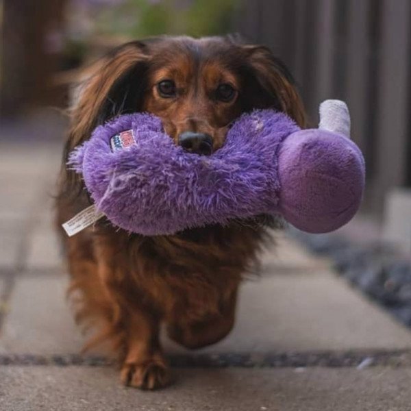 Badass Mini Dachshund Wirehair dog