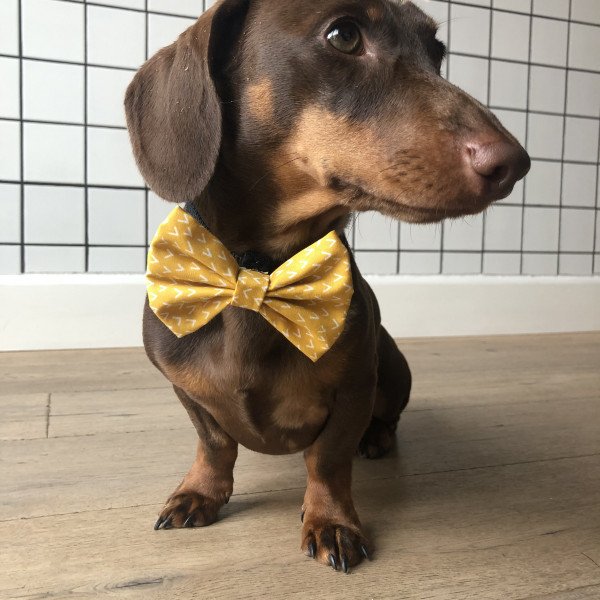 Cute Mini Dachshund Wirehair dog