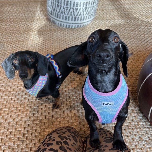 Adorable Mini Dachshund Wirehair dog