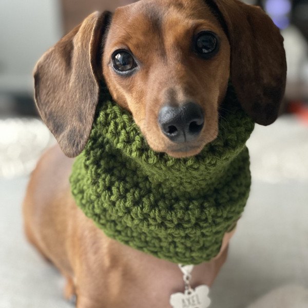 Famous Mini Dachshund Wirehair dog