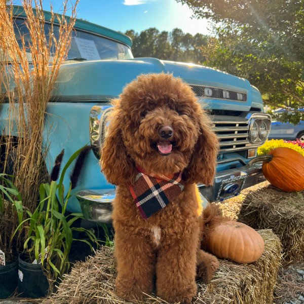 Badass Mini Doodle dog