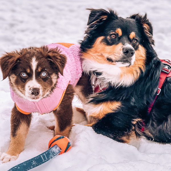 Adorable Miniature American Shepherd dog