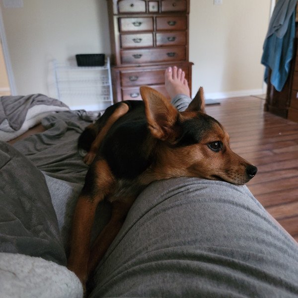 Badass Miniature Pinscher dog