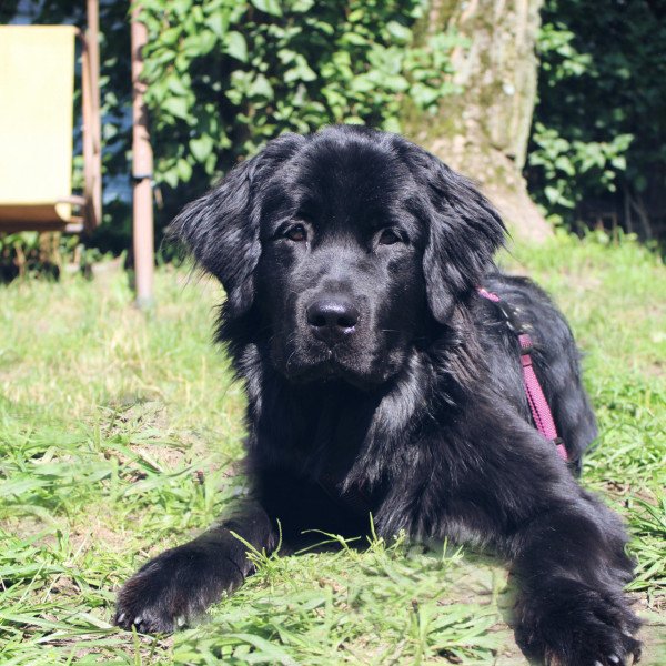 Badass Newfoundlander dog