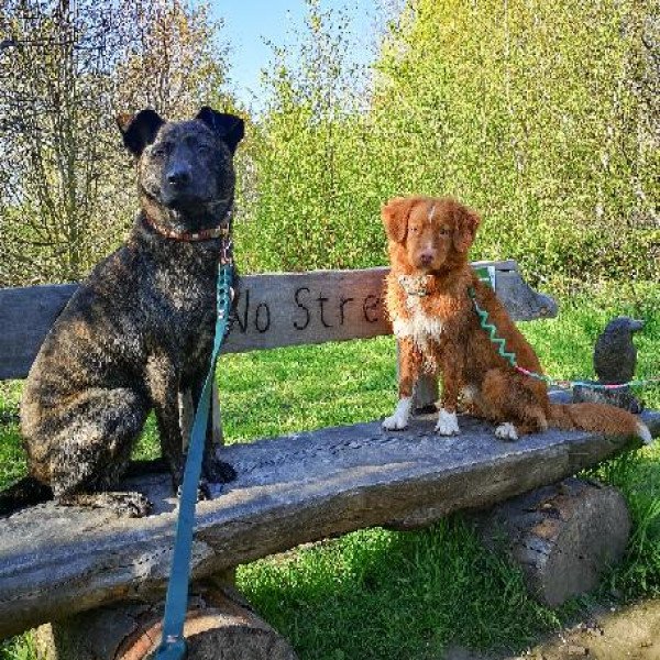 Badass Nova Scotia Duck Tolling Retriever dog
