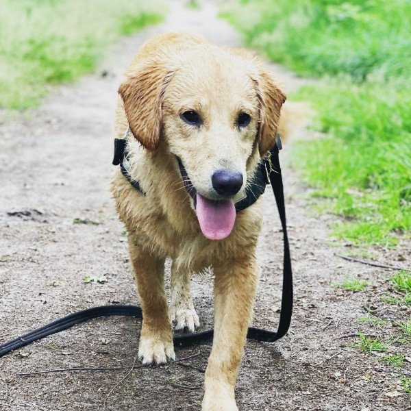 Popular Nova Scotia Duck Tolling Retriever dog