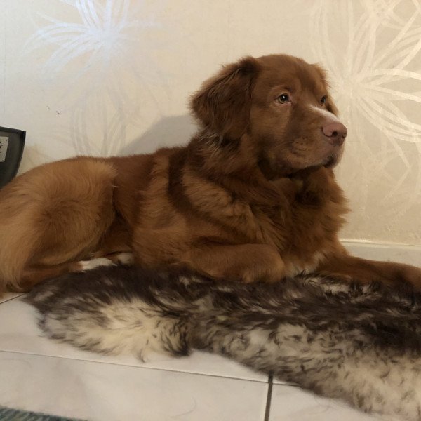 Cool Nova Scotia Duck Tolling Retriever dog