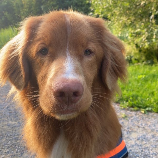 Adorable Nova Scotia Duck Tolling Retriever dog