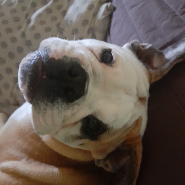 Cute Old English Bulldog dog