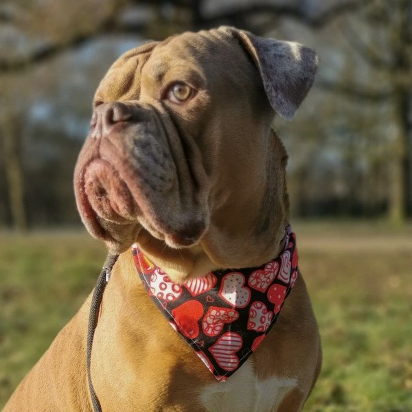 Adorable Bordeaux dog