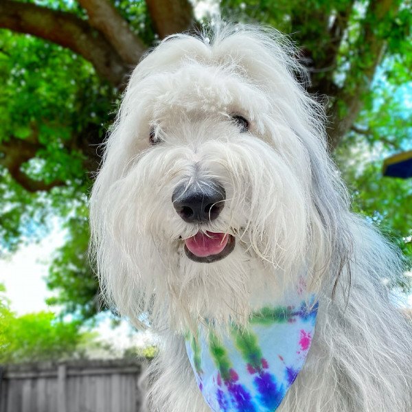 Badass Old English Sheepdog dog