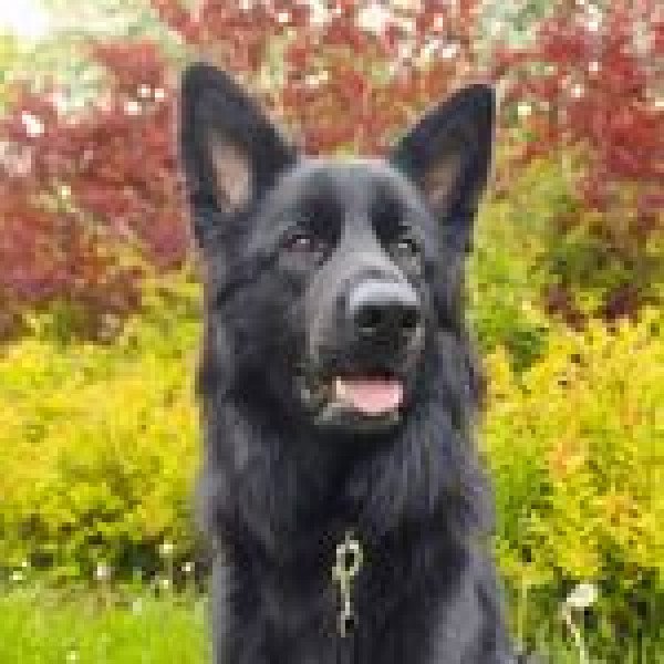 Cute Old German Shepherd dog