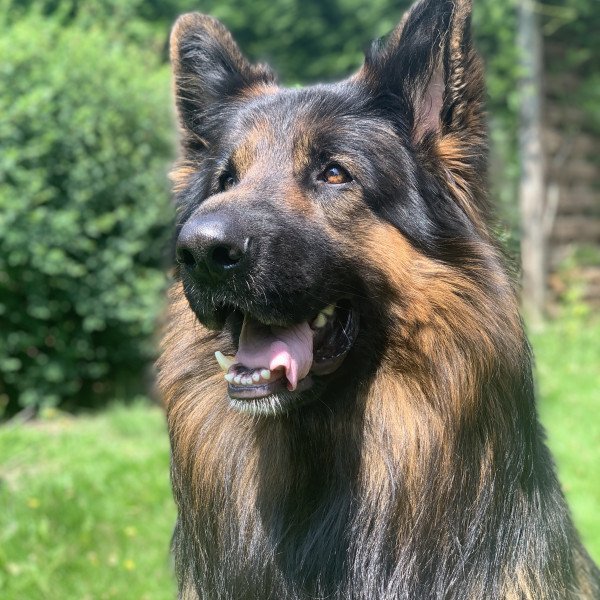 Adorable Old German Shepherd dog