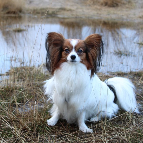 Badass Papillon dog