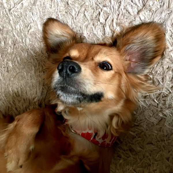 Badass Pekingese dog