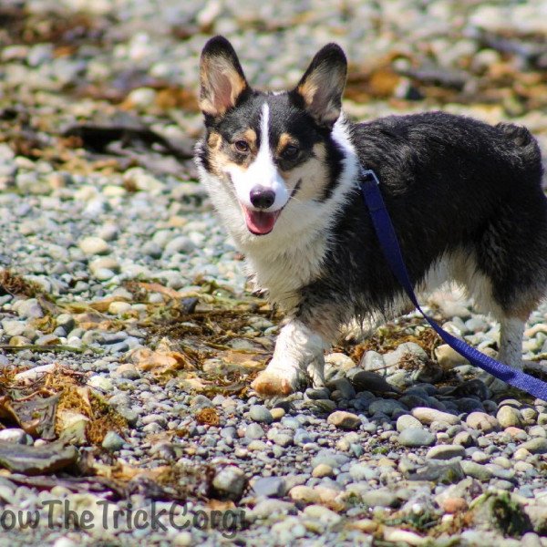 Cute Pembroke Welsh Corgi dog