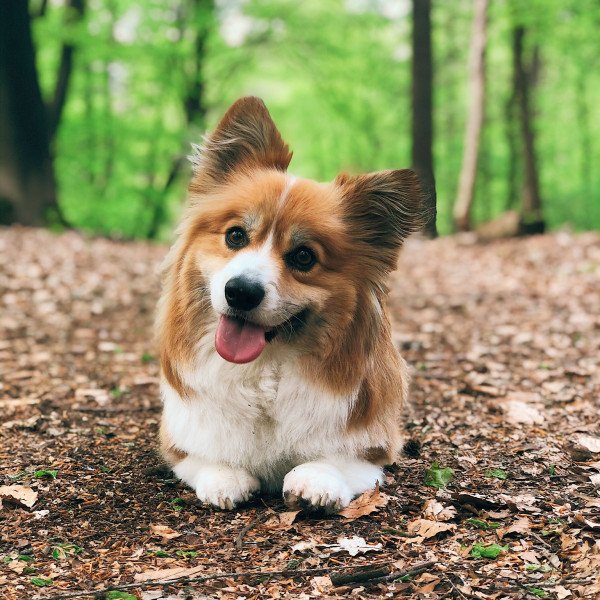 Adorable Pembroke Welsh Corgi dog