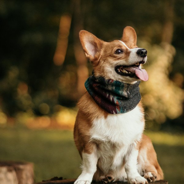 Famous Pembroke Welsh Corgi dog