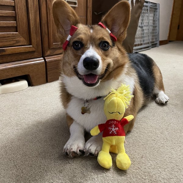 Popular Pembroke Welsh Corgi dog