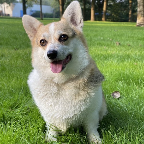 Elegant Pembroke Welsh Corgi dog