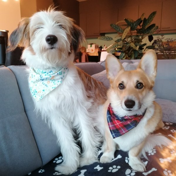 Cool Pembroke Welsh Corgi dog