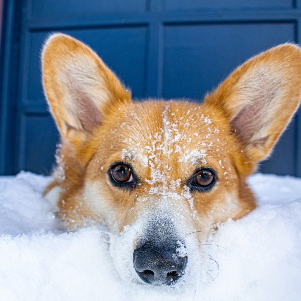 Unique Pembroke Welsh Corgi dog