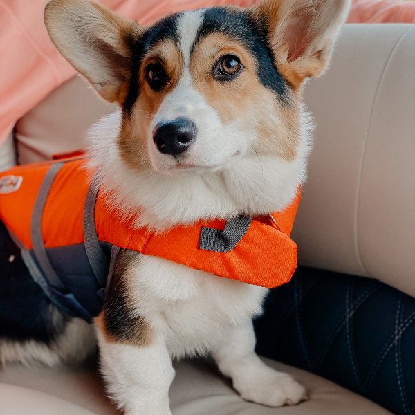 Badass Pembroke Welsh Corgi dog