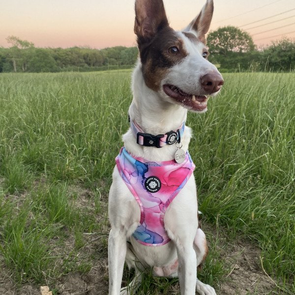 Badass Podenco Ibicenco dog