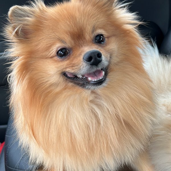 Popular Pomeranian dog