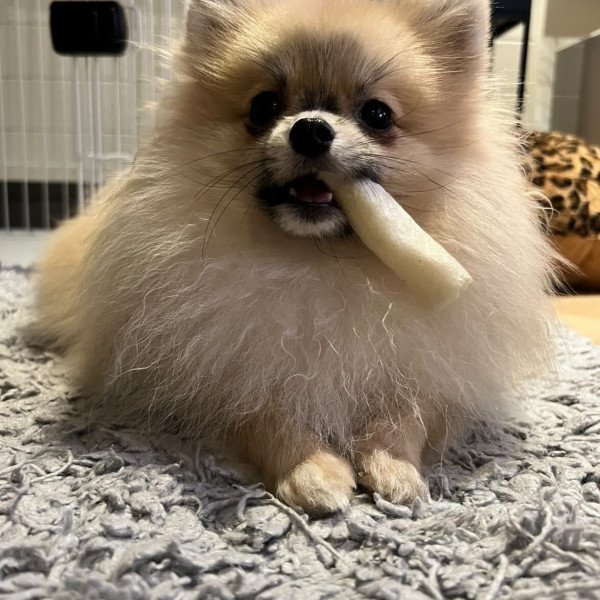 Elegant Pomeranian dog