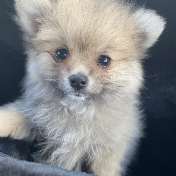 Badass Pomeranian dog