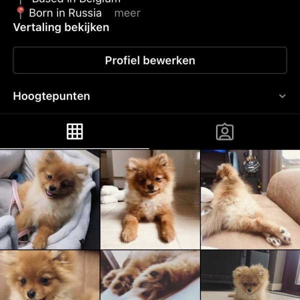 Adorable Pomeranian dog