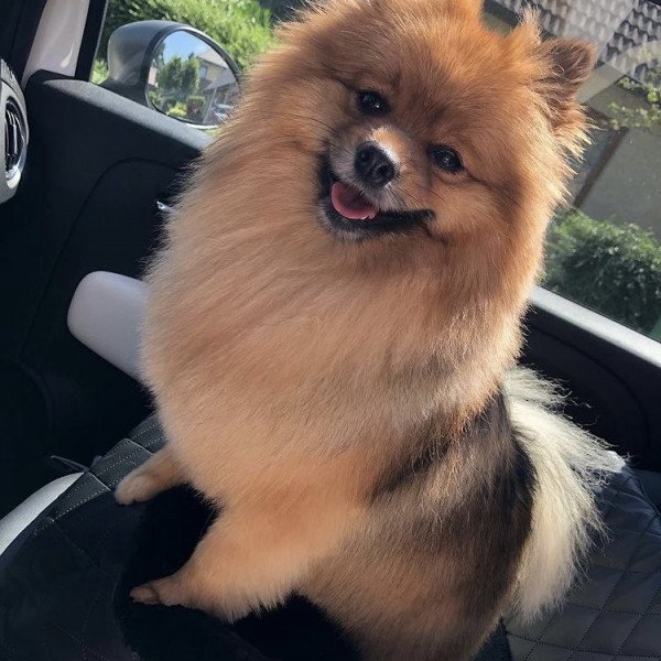 Famous Pomeranian dog