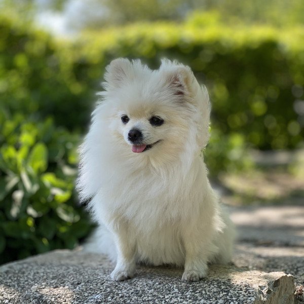 Funny Pomeranian dog