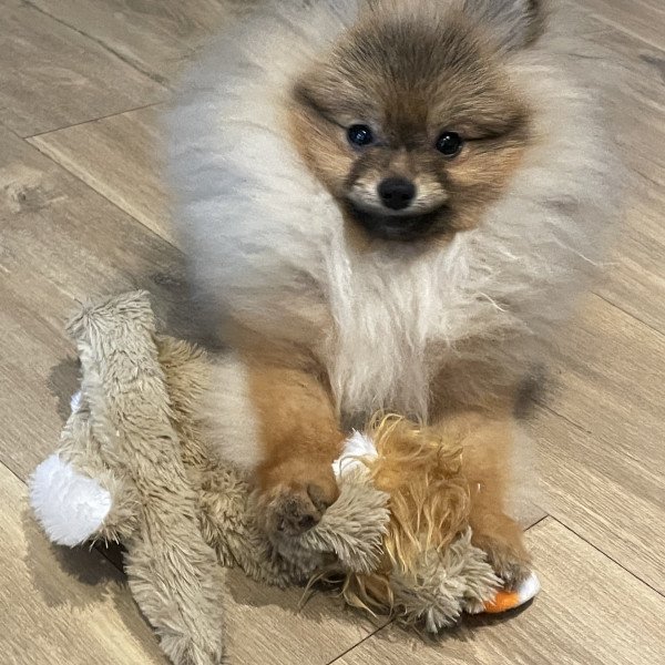 Unique Pomeranian dog