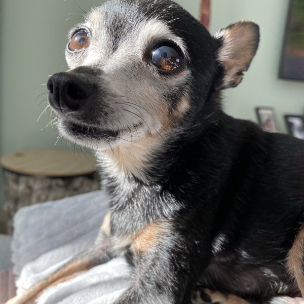 Cute Prazsky Krysarik dog