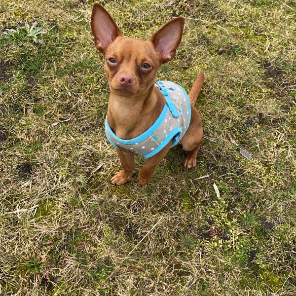 Badass Prazsky Krysarik dog