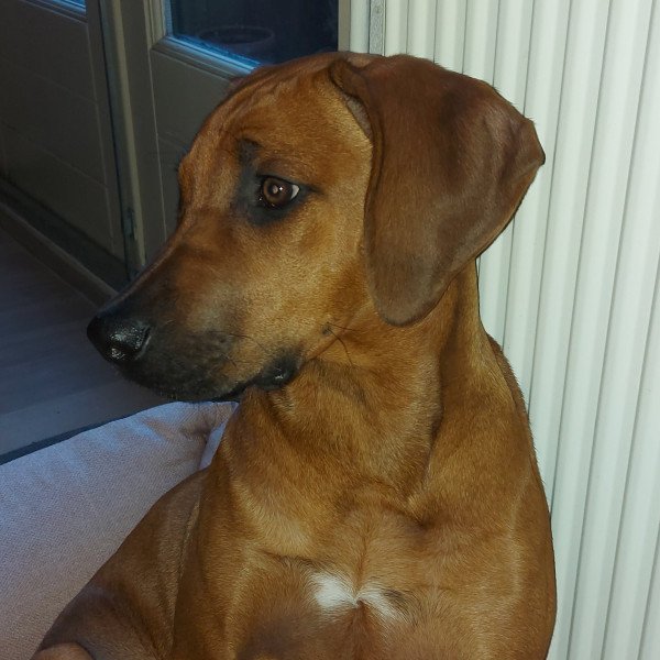 Famous Rhodesian Ridgeback dog