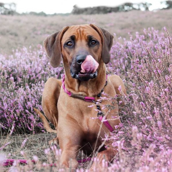 Popular Rhodesian Ridgeback dog