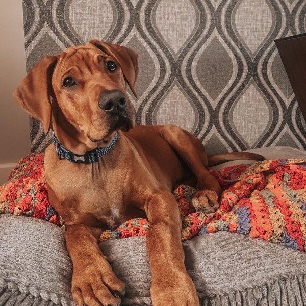 Elegant Rhodesian Ridgeback dog