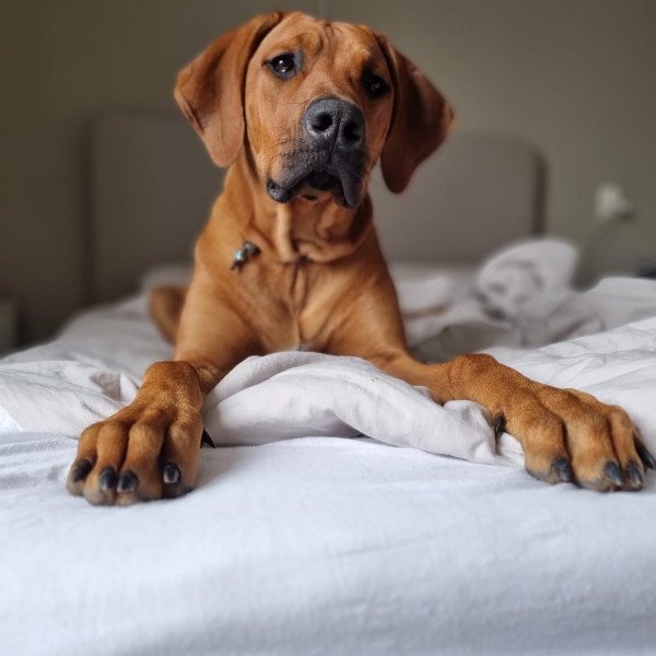 Badass Rhodesian Ridgeback dog