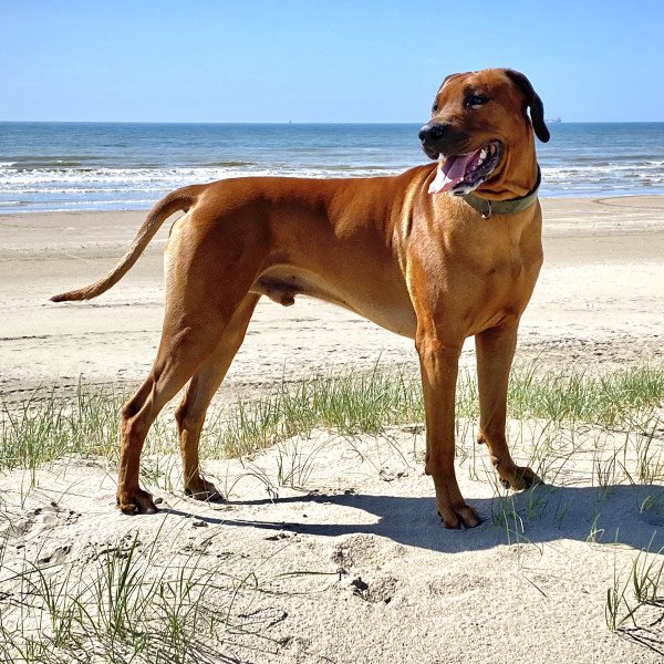 Adorable Rhodesian Ridgeback dog