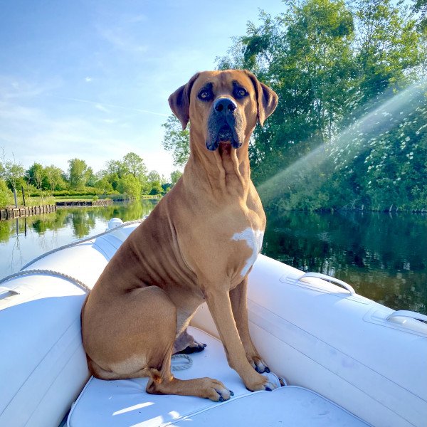 Cute Rhodesian Ridgeback dog