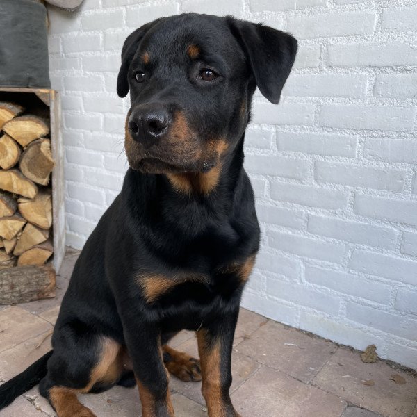 Badass Rottweiler dog