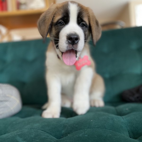Adorable Saint Bernard dog