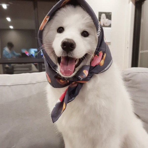 Cute Samoyed dog