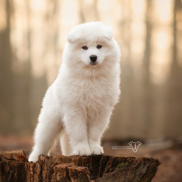 Adorable Samoyed dog