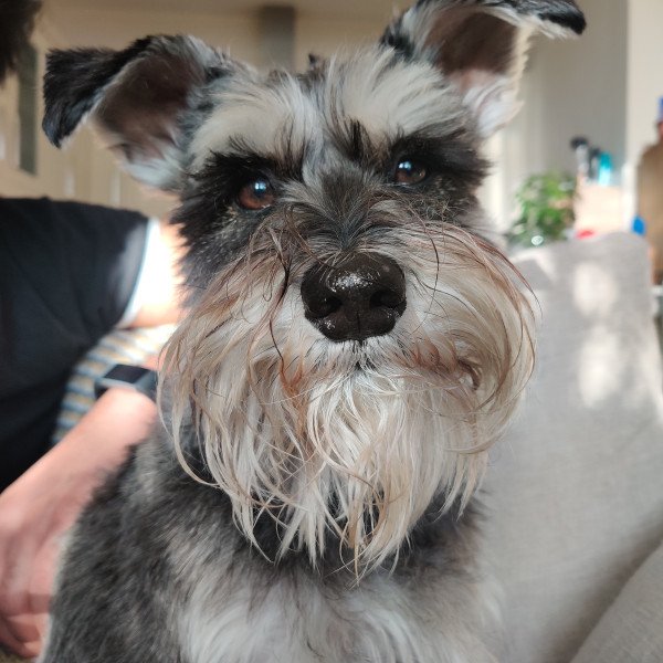 Cute Schnauzer dog