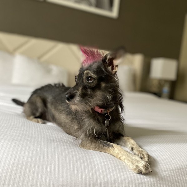 Adorable Schnauzer dog